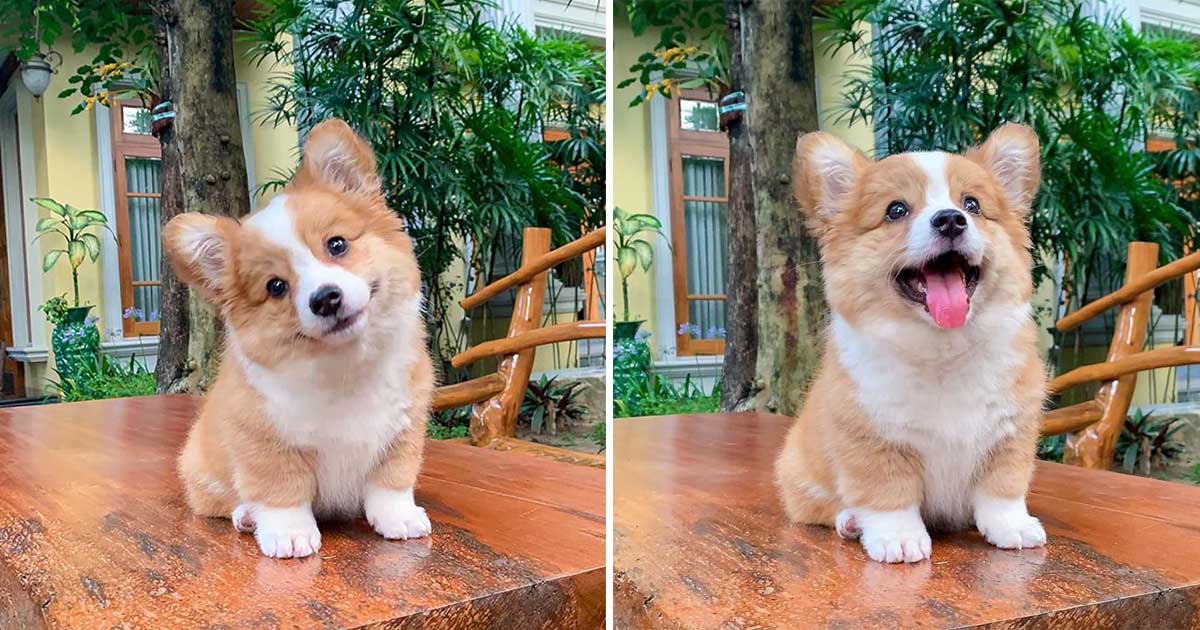 Este pequeño Corgi ama a todos y tiene una personalidad luchadora