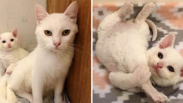 Gata sin hogar llevó a sus gatitos al patio de una familia para salvarles la vida