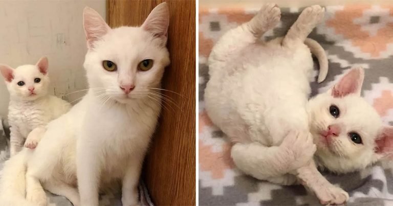 Gata sin hogar llevó a sus gatitos al patio de una familia para salvarles la vida
