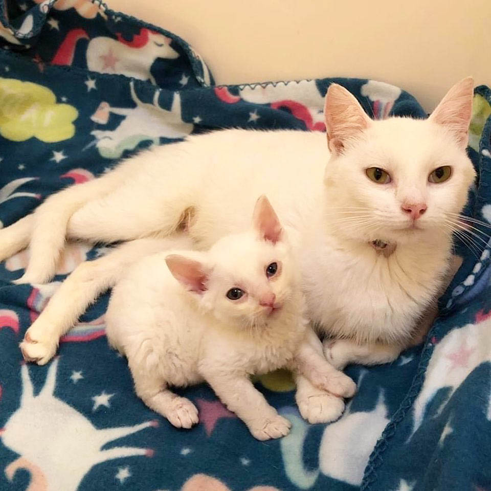 Gata y bebé