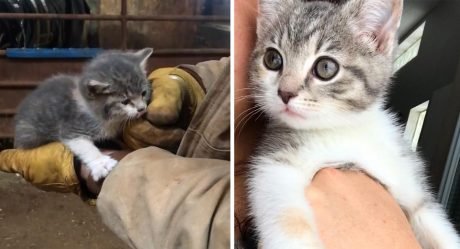Gatito sin hogar se gana los corazones de una familia y se convierte en un precioso gato