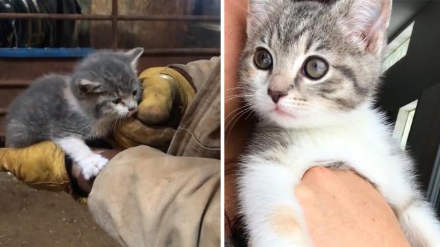 Gatita se gana los corazones de la familia