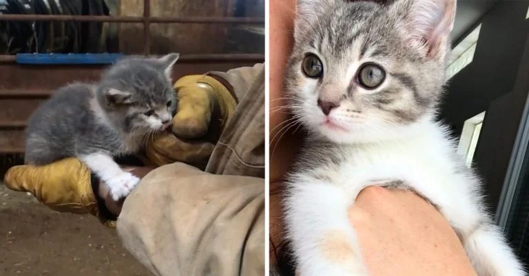 Gatita se gana los corazones de la familia