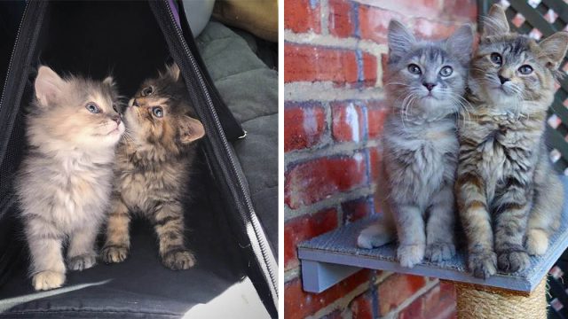 Gatitas hermanas permanecen juntas y nunca se separan después de ser rescatadas