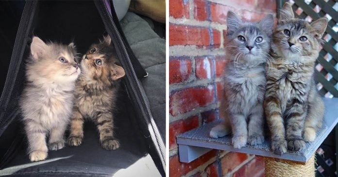 Gatitas hermanas permanecen juntas y nunca se separan después de ser rescatadas