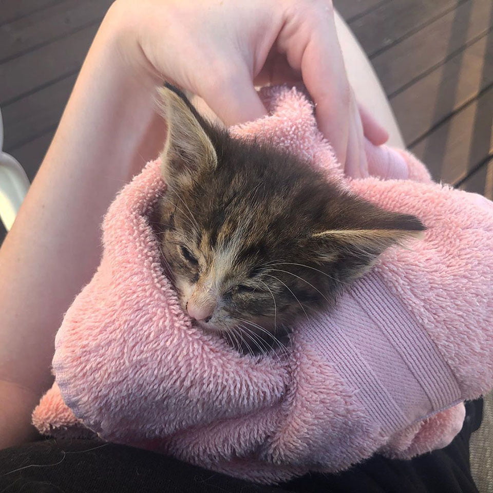 Gatito bebé