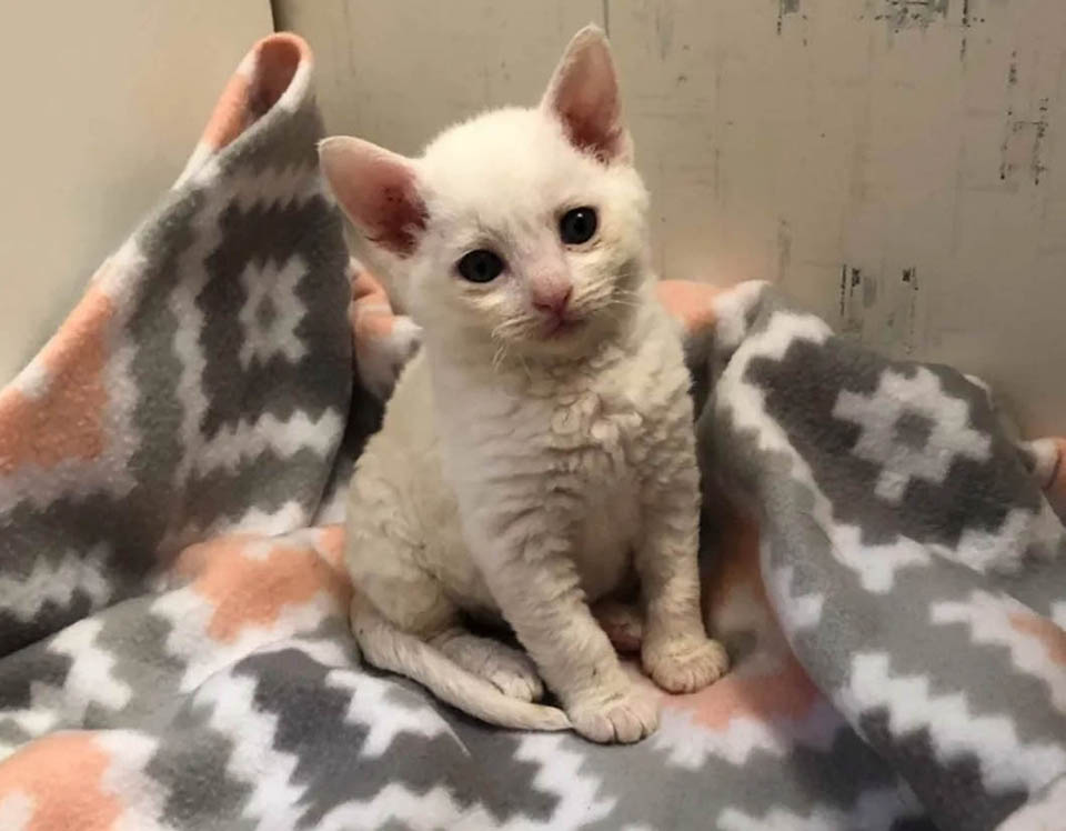 Gatito bebé