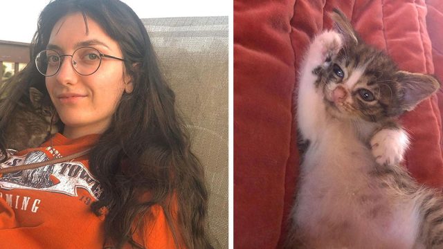 Gatito encontrado a campo abierto corre con una pareja e insiste en ir a casa con ellos