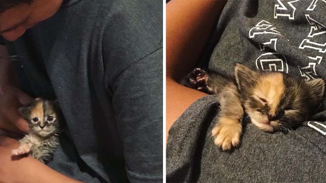 Gatito encontrado en un campo abraza a un joven e insiste en quedarse con él