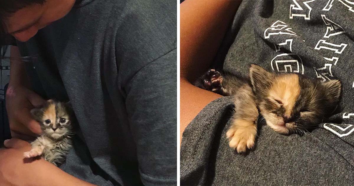 Gatito encontrado en un campo abraza a un joven e insiste en quedarse con él