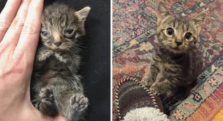 Gatito tan pequeño como la palma de la mano recibe la ayuda necesaria para crecer fuerte