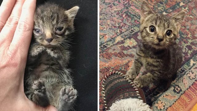 Gatito pequeño como la palma de la mano
