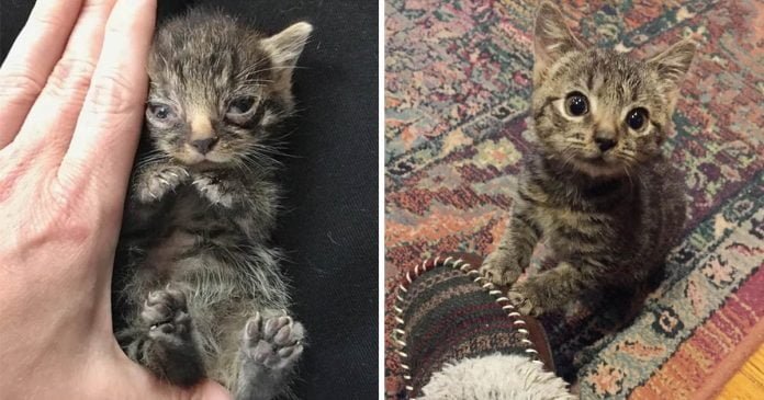 Gatito pequeño como la palma de la mano
