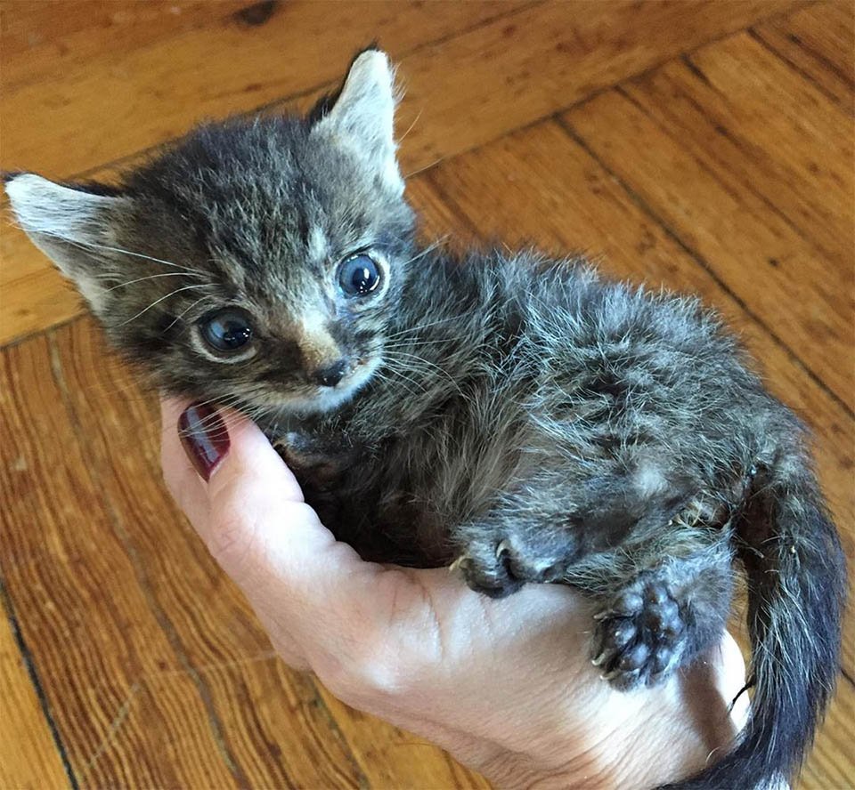 Gatito pequeño en mano