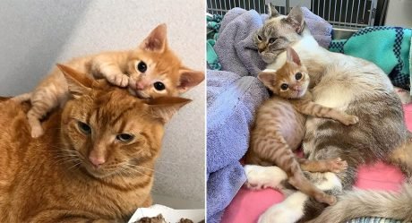Gatito tambaleante insiste en abrazar a otros gatos después de ser rescatado