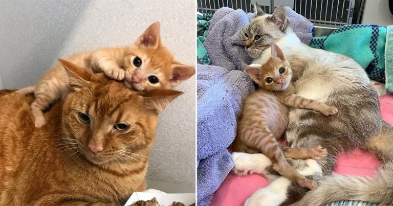Gatito tambaleante insiste en abrazar a otros gatos después de ser rescatado
