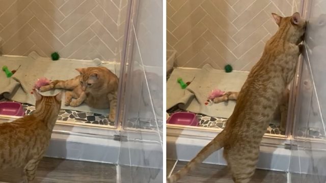 Gato aprende a abrir la puerta de la ducha para 'liberar' a su hermano