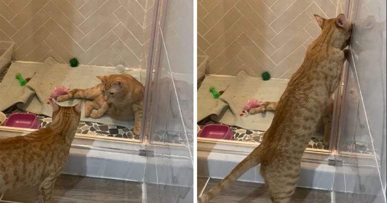 Gato aprende a abrir la puerta de la ducha para 'liberar' a su hermano