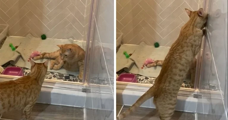 Gato aprende a abrir la puerta de la ducha para 'liberar' a su hermano