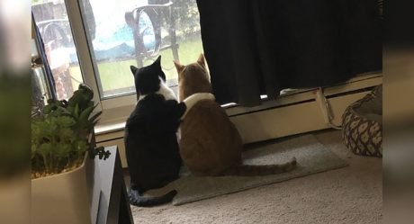 Gato consuela dulcemente a su amigo durante una tormenta