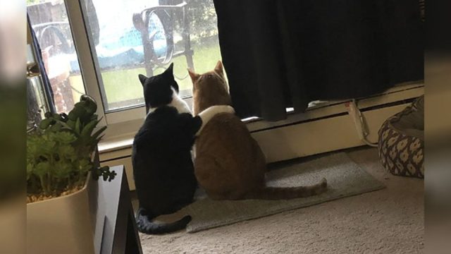 Gato consuela a su hermano durante una tormenta