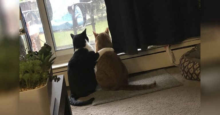 Gato consuela a su hermano durante una tormenta