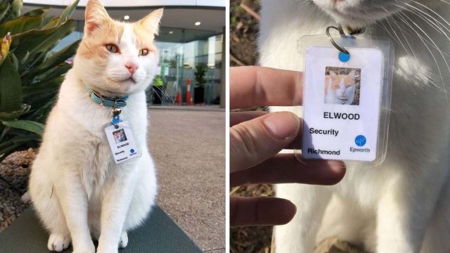 Gato en el hospital consiguió su propio trabajo