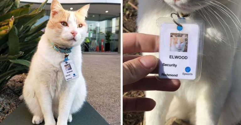 Gato en el hospital consiguió su propio trabajo