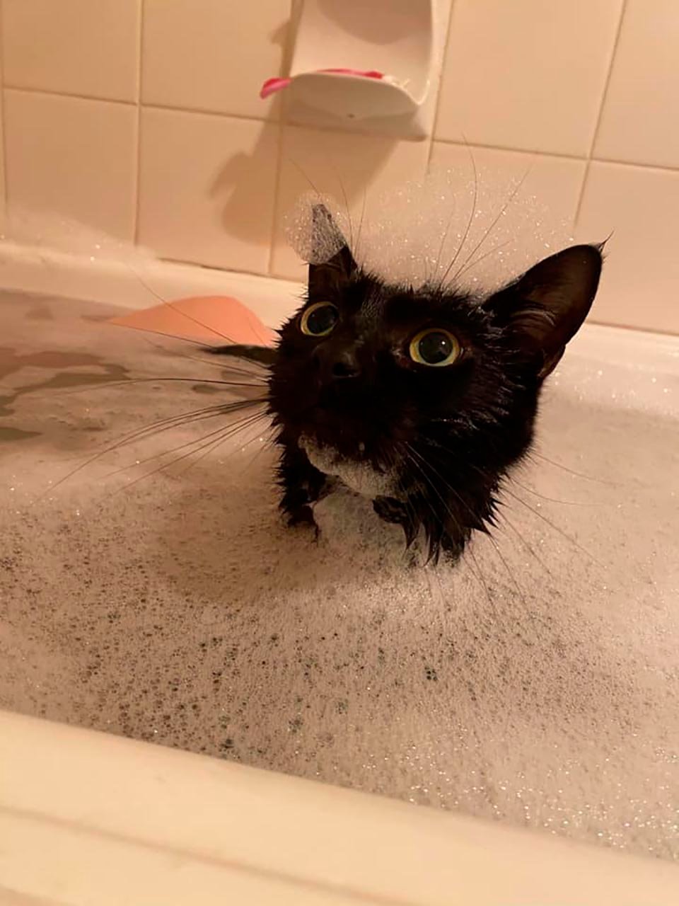 Gato tomando un baño
