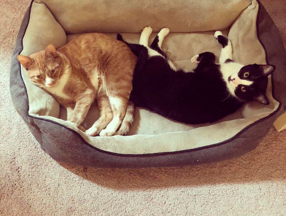Gato y su hermano
