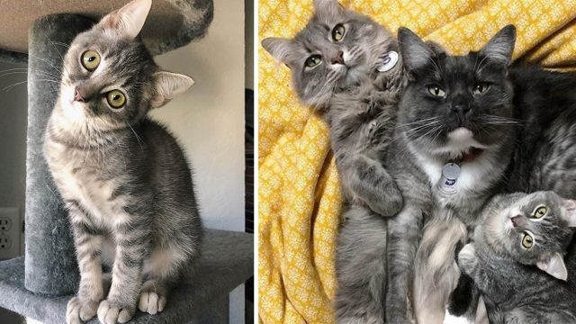 Gatos adoptan a un gatito con la cabeza inclinada e insisten en quedárselo