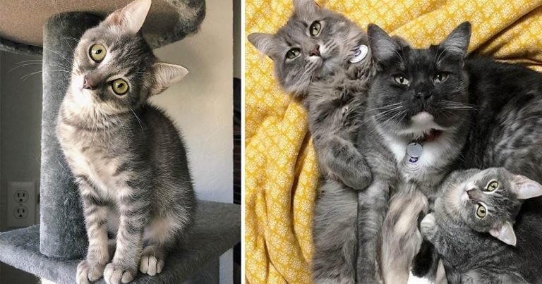 Gatos adoptan a un gatito con la cabeza inclinada e insisten en quedárselo