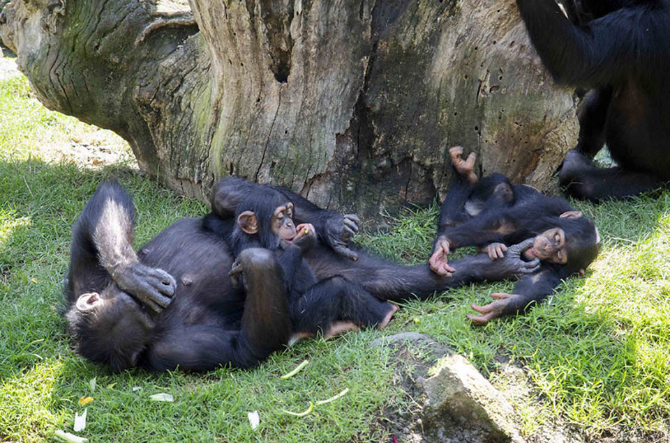 Grupo de chimpancés