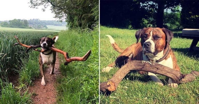 Hombre rescata perro y este agradece con palos