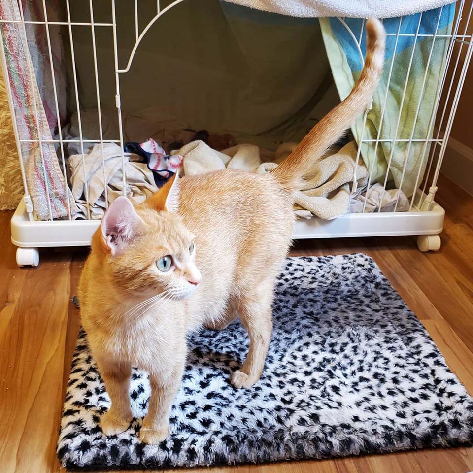 Mamá gata