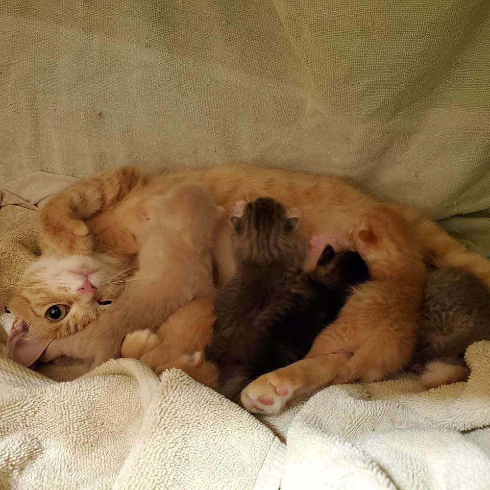 Mamá y sus bebés