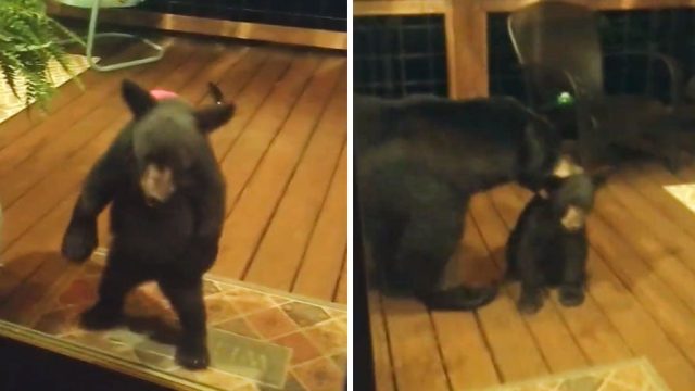 Mamá osa regaña cachorro mirar ventanas