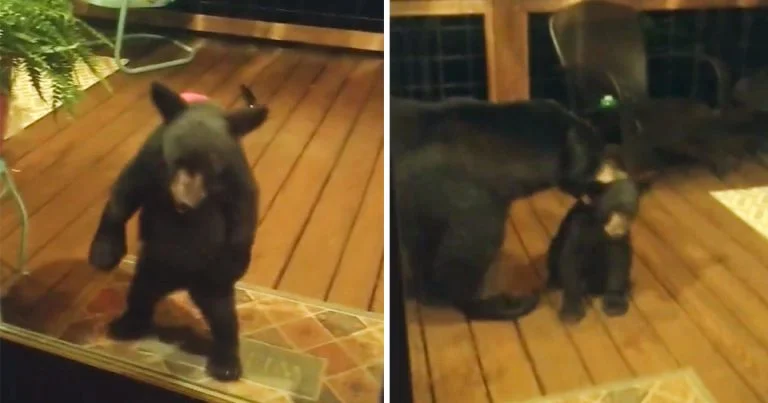 Mamá osa regaña cachorro mirar ventanas