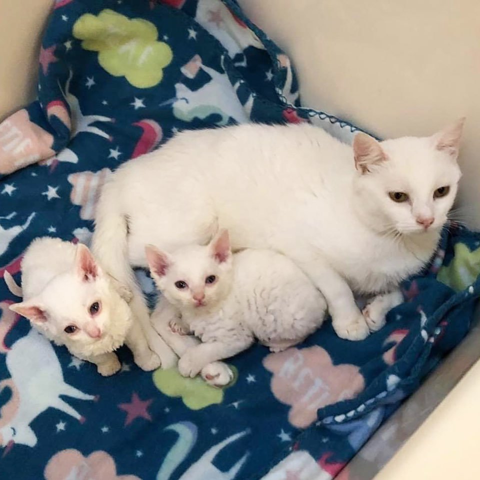 Mama y sus gatitos