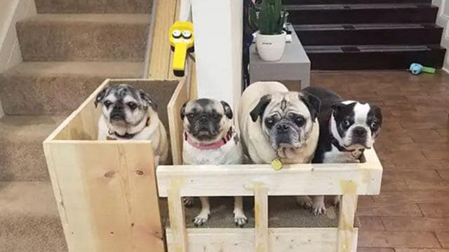 Mujer construye un salvaescaleras para sus perros