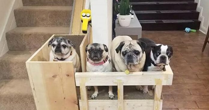 Mujer construye un salvaescaleras para sus perros