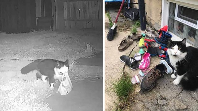 Mujer descubre que su gato ha estado robando los zapatos de el vecindario