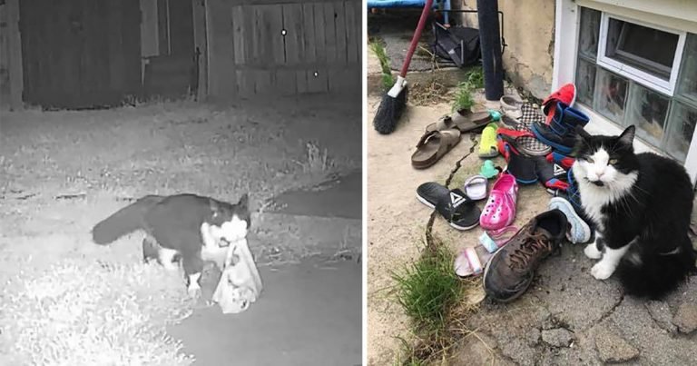 Mujer descubre que su gato ha estado robando los zapatos de el vecindario