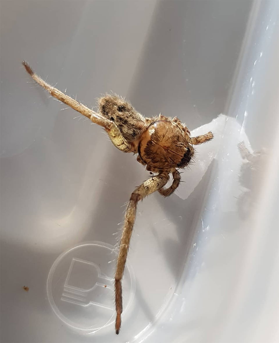 Mujer encuentra araña