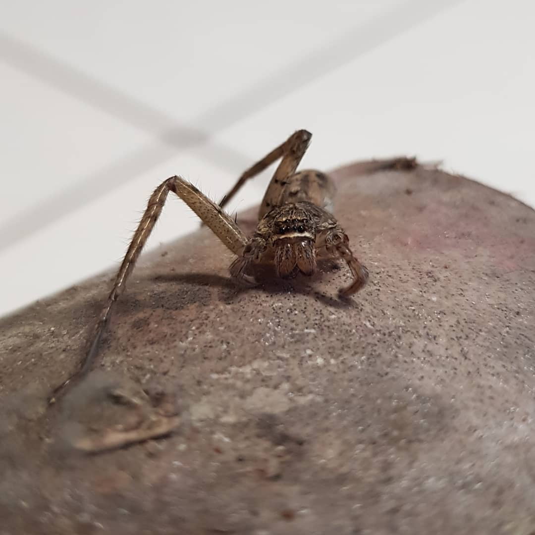 Mujer encuentra una araña