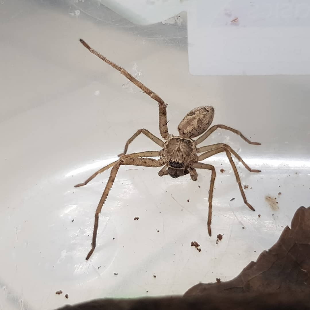 Mujer que encuentra araña