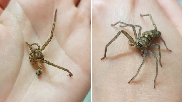Mujer rescata araña sin patas