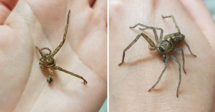 Mujer rescata araña sin patas
