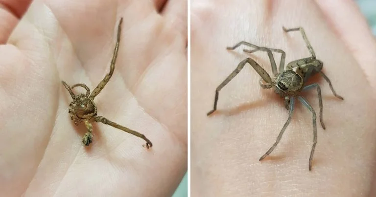 Mujer rescata araña sin patas