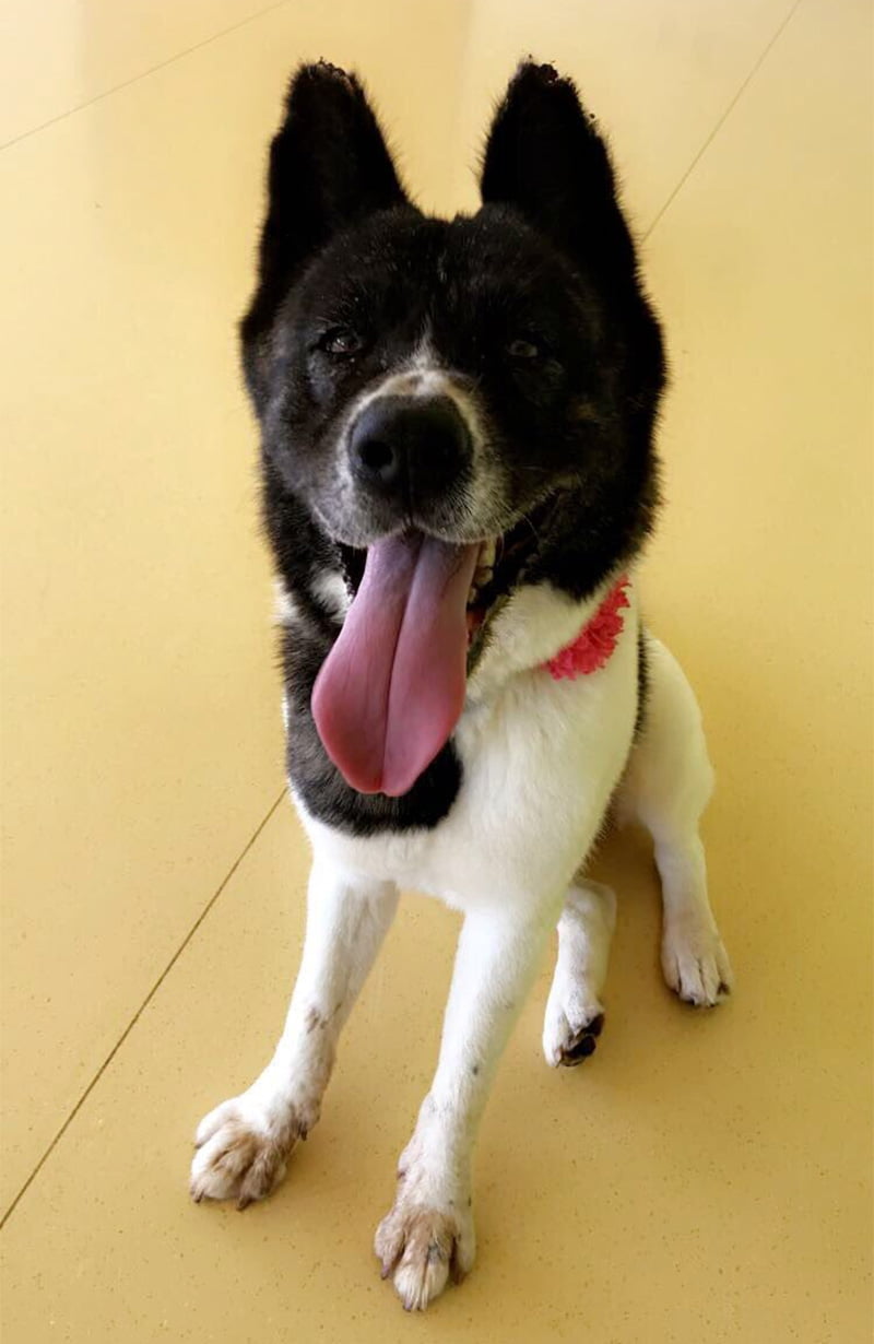Mujer visitó perrita encadenada